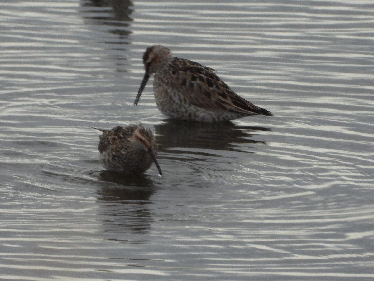 Stilt Sandpiper - ML516239591