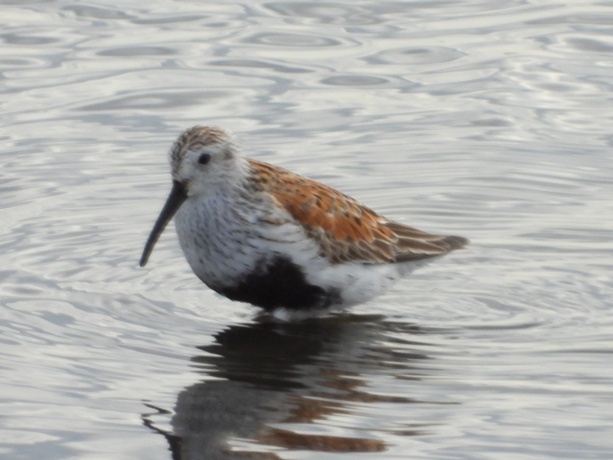 Dunlin - ML516239711