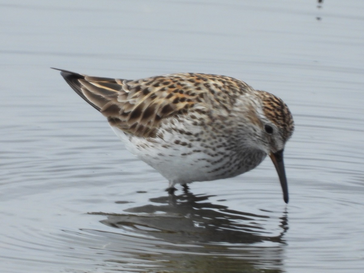 White-rumped Sandpiper - ML516239821