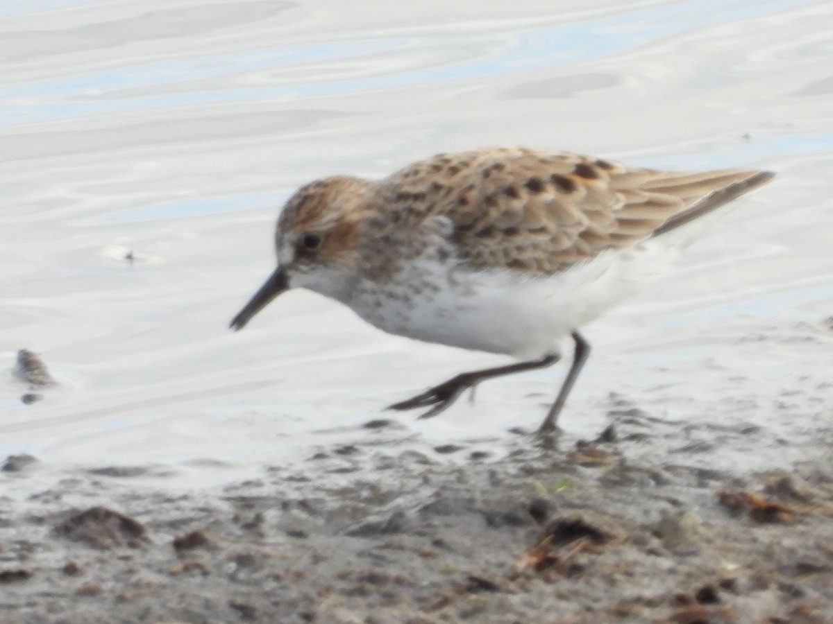 Semipalmated Sandpiper - ML516239921