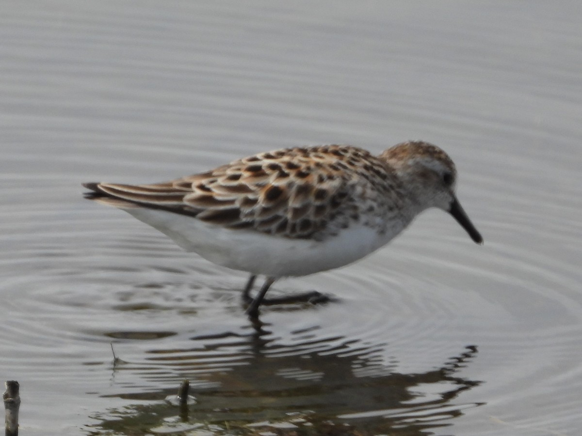Semipalmated Sandpiper - ML516239941
