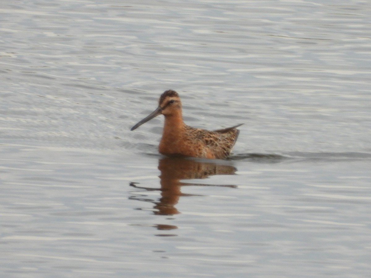 Short-billed Dowitcher - ML516239991