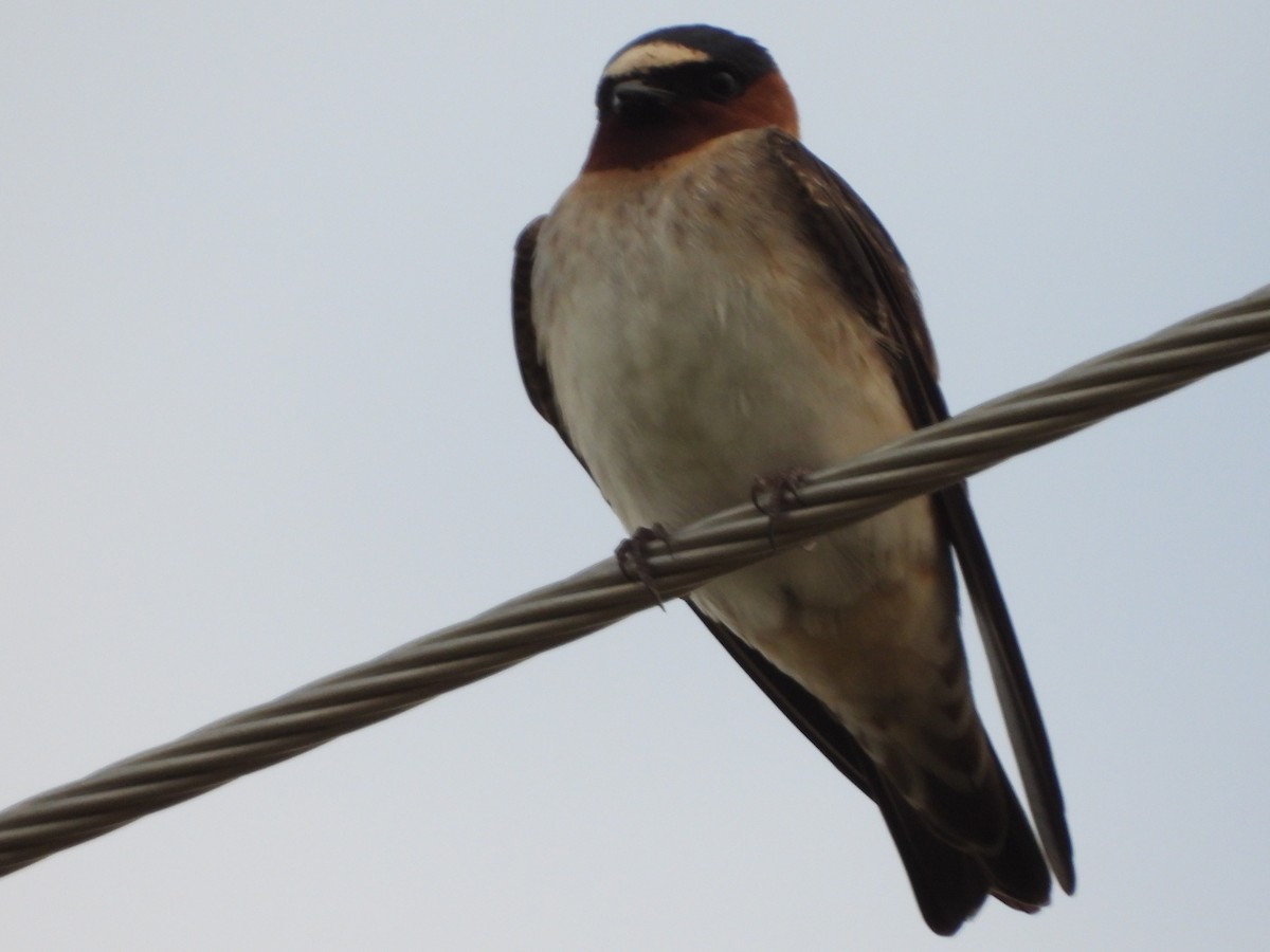 Cliff Swallow - ML516240071