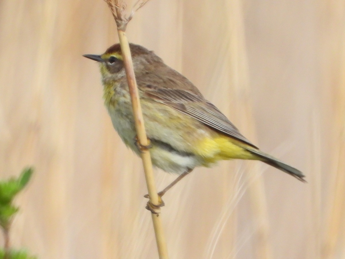 Palm Warbler - ML516240151