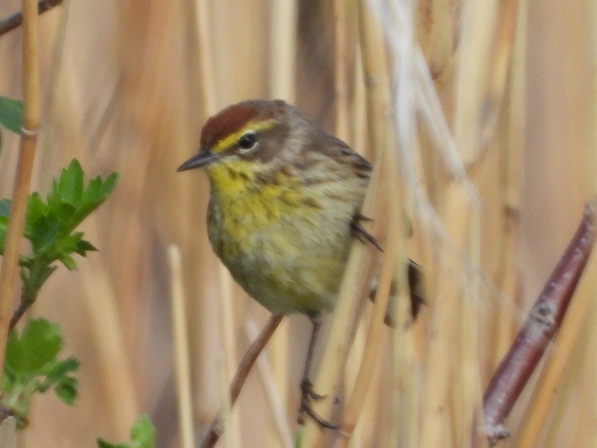 Palm Warbler - ML516240161