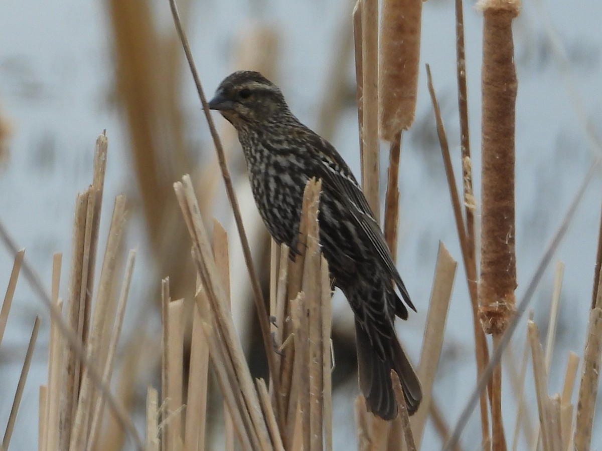 Red-winged Blackbird - ML516240501