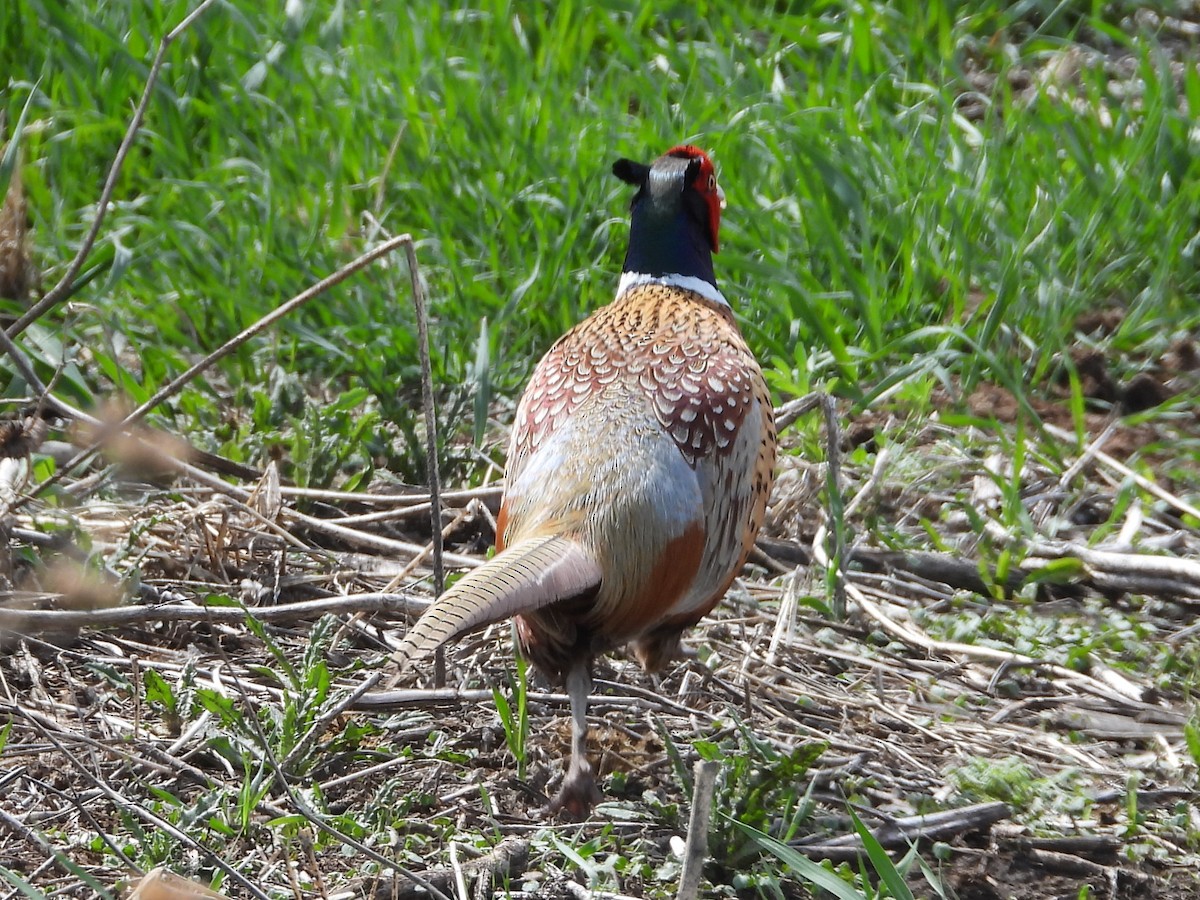 Ring-necked Pheasant - ML516241061