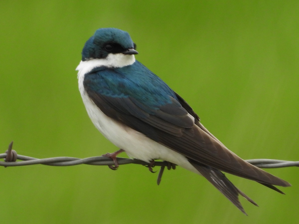 Tree Swallow - ML516241151