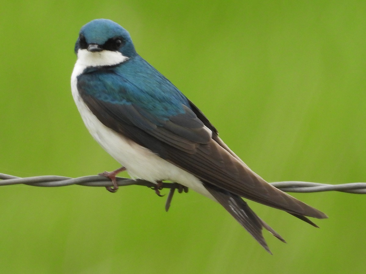 Tree Swallow - ML516241161
