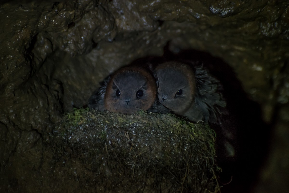 Chestnut-collared Swift - Guillermo NAGY Aramacao Tours