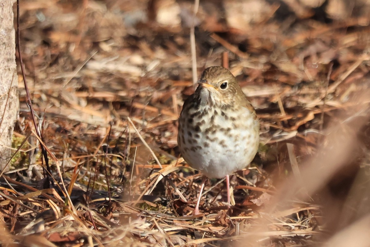 Hermit Thrush - ML516242691