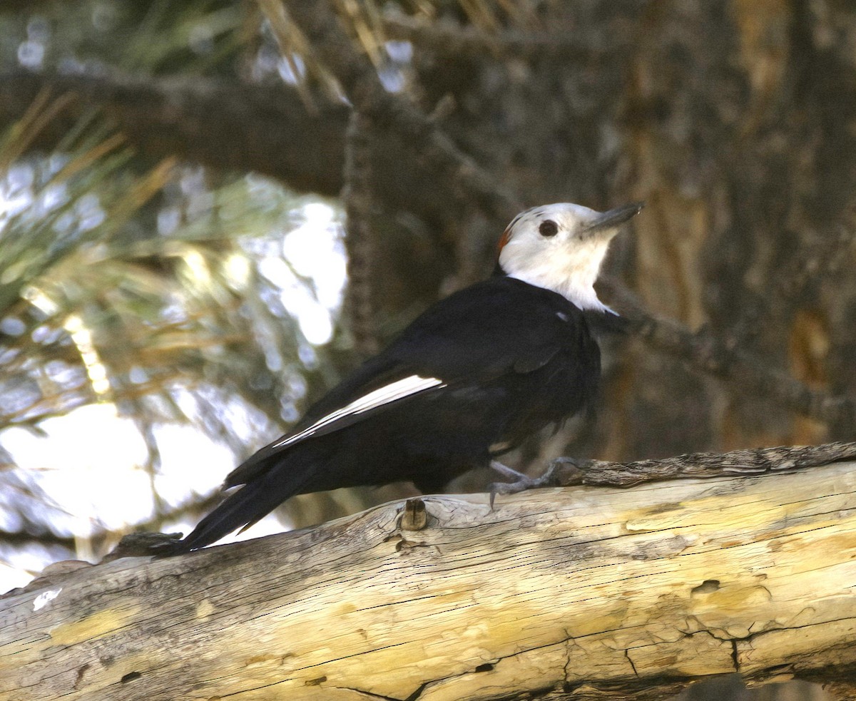 White-headed Woodpecker - ML516244091