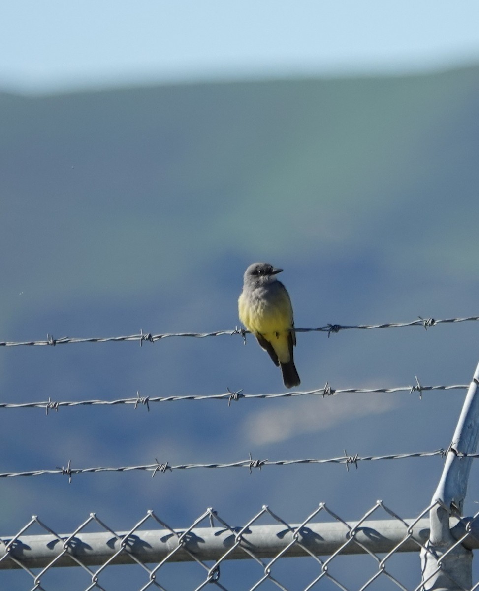 Cassin's Kingbird - ML516245171