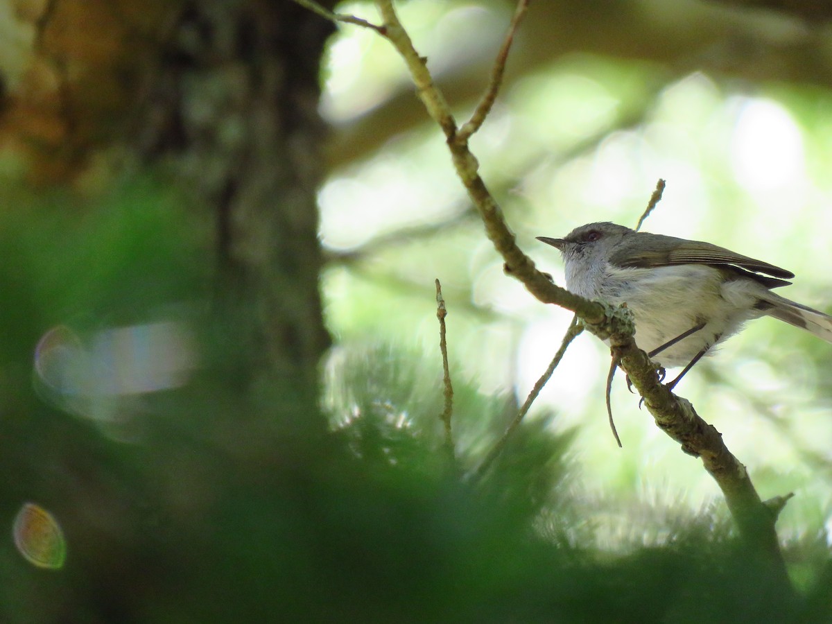 Gray Gerygone - ML516245291