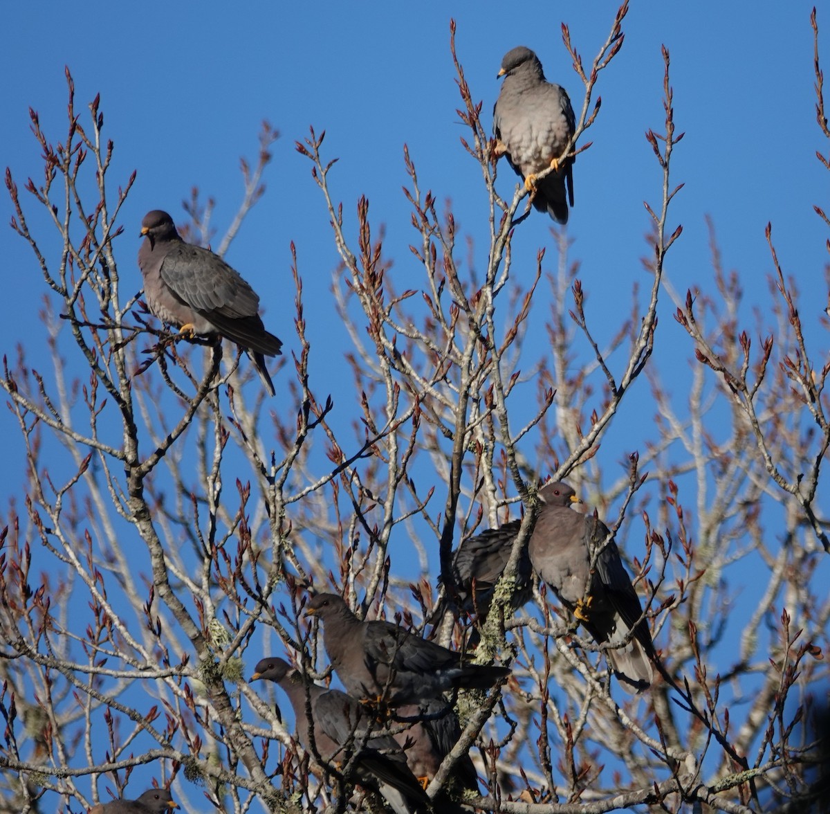 Band-tailed Pigeon - ML516246031