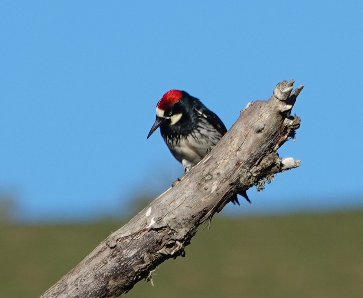 Acorn Woodpecker - John Deacon