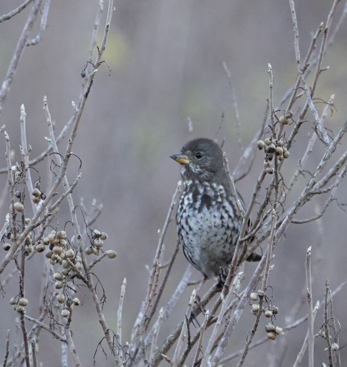 Fox Sparrow - ML516246521