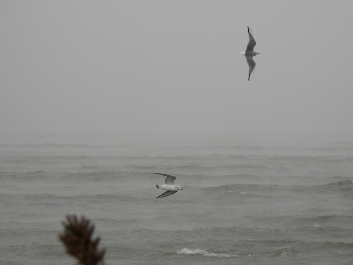 Bonaparte's Gull - ML516247891