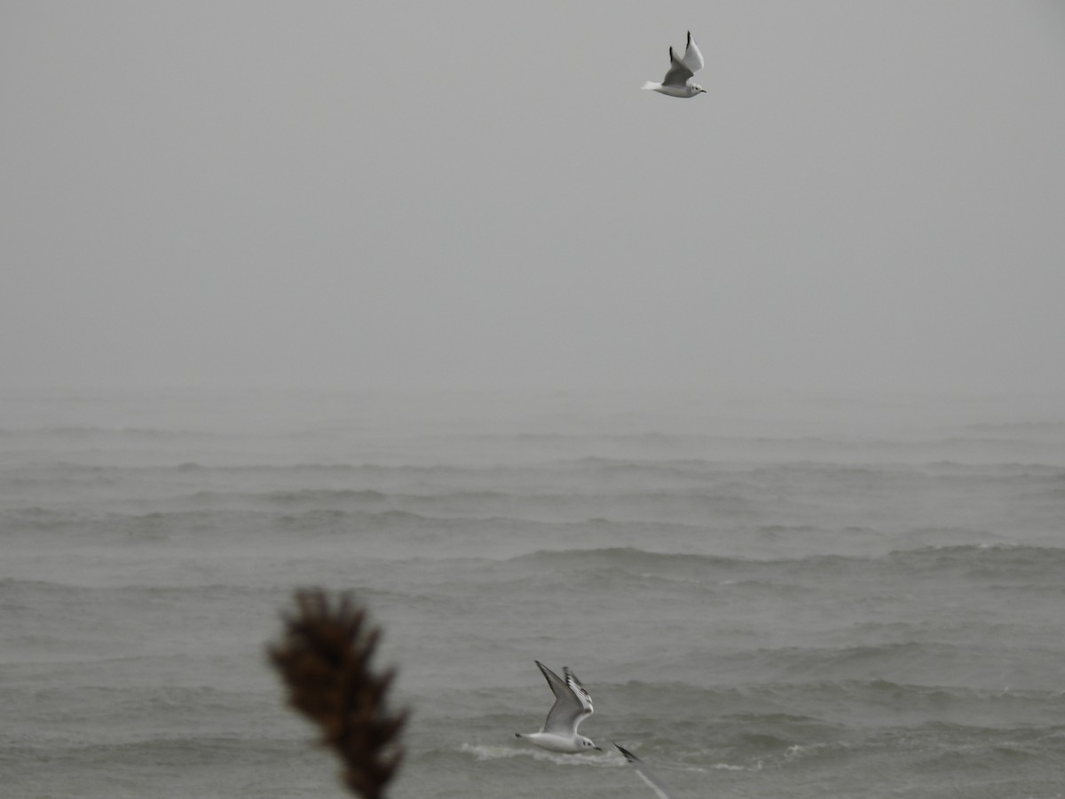 Bonaparte's Gull - ML516247901