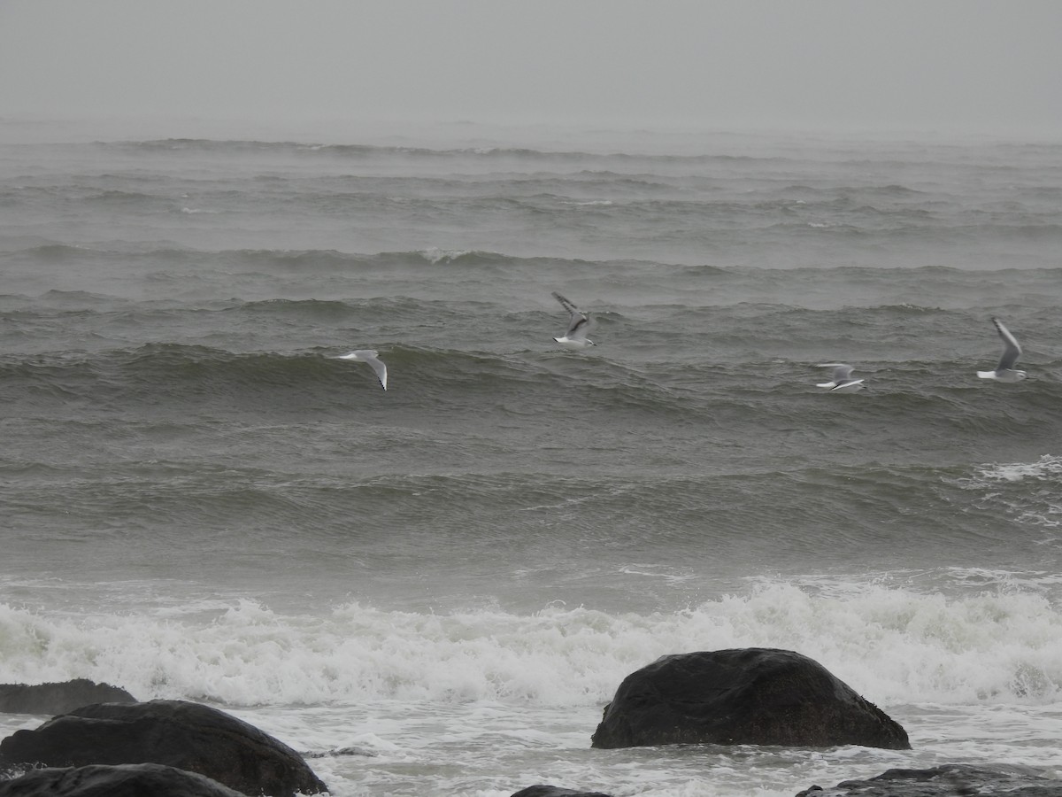 Bonaparte's Gull - ML516247911