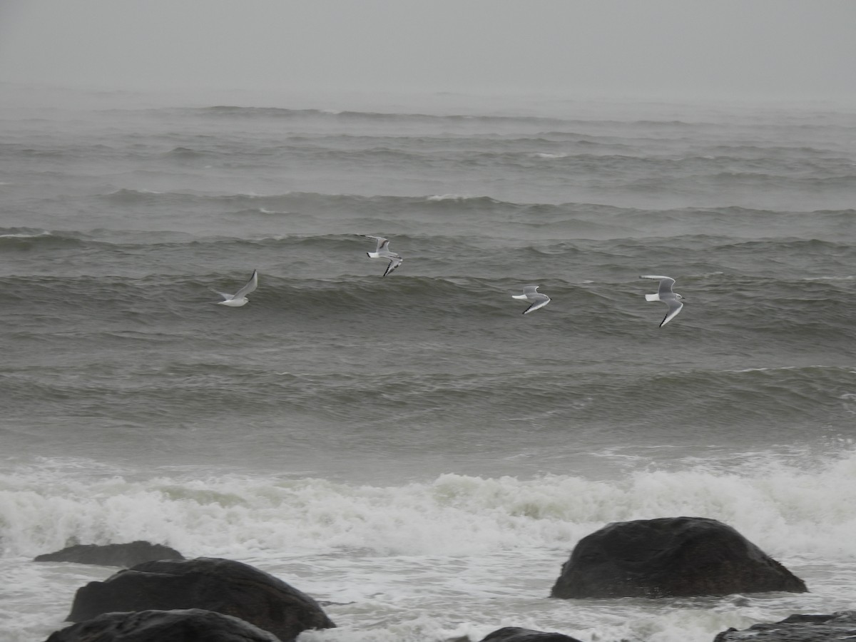 Bonaparte's Gull - ML516247921