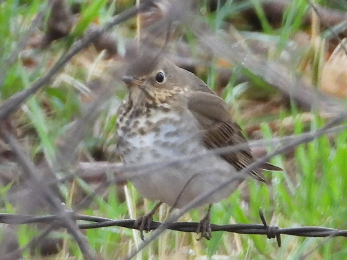 Swainson's Thrush - ML516248461