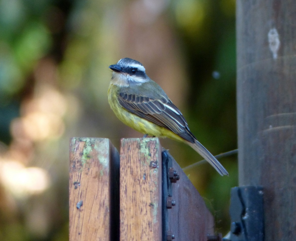 Golden-bellied Flycatcher - David Bree