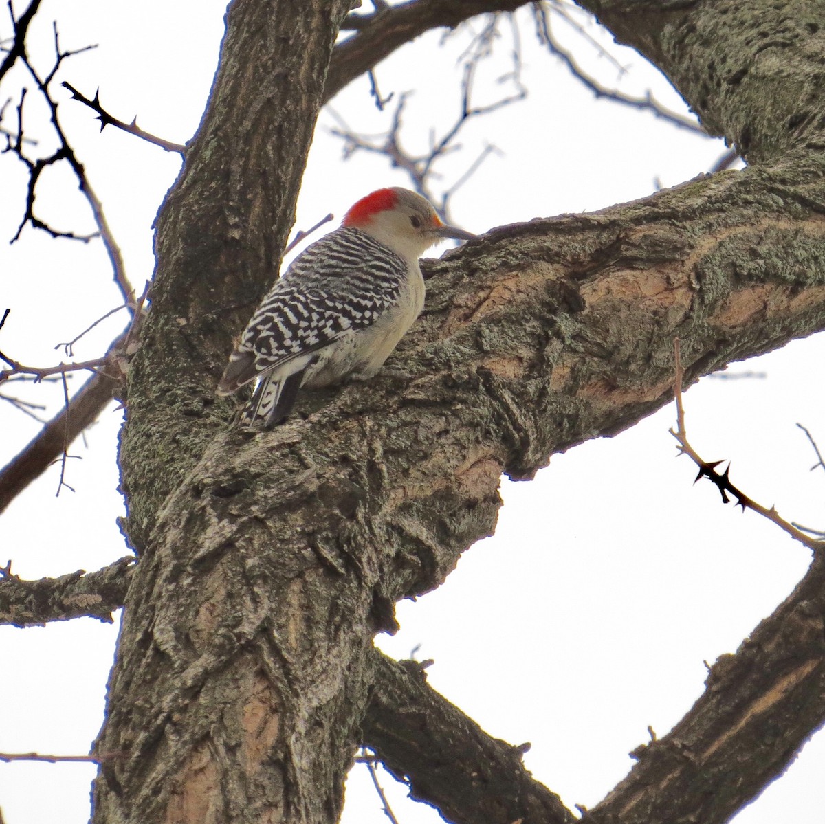 Red-bellied Woodpecker - ML51625011