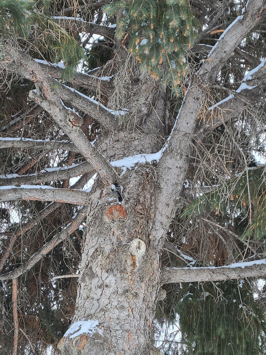 Downy Woodpecker - ML516250181