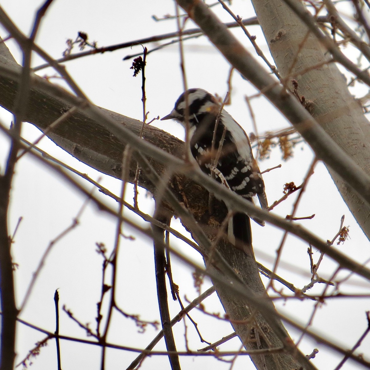 Downy Woodpecker - ML51625021