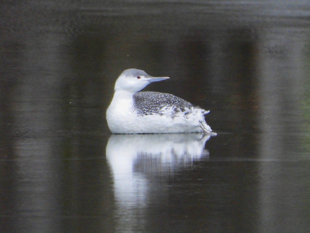 Red-throated Loon - ML516250441
