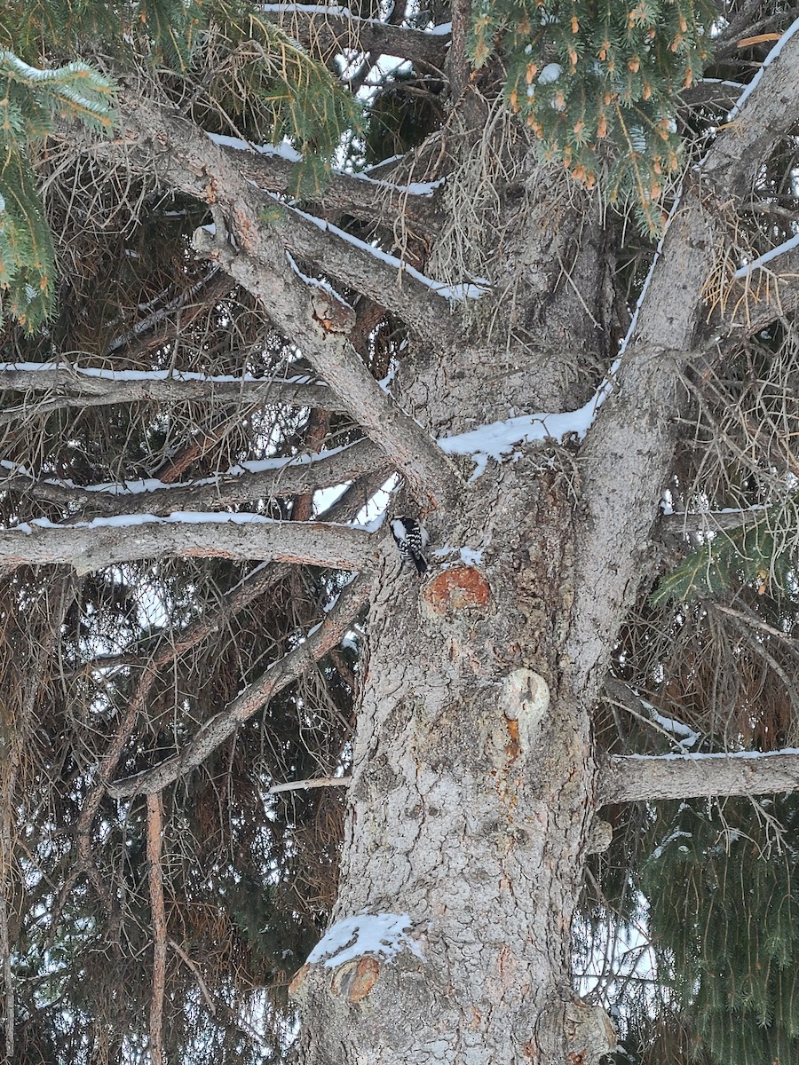 Downy Woodpecker - ML516250631