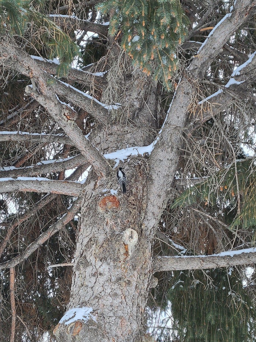 Downy Woodpecker - ML516250641