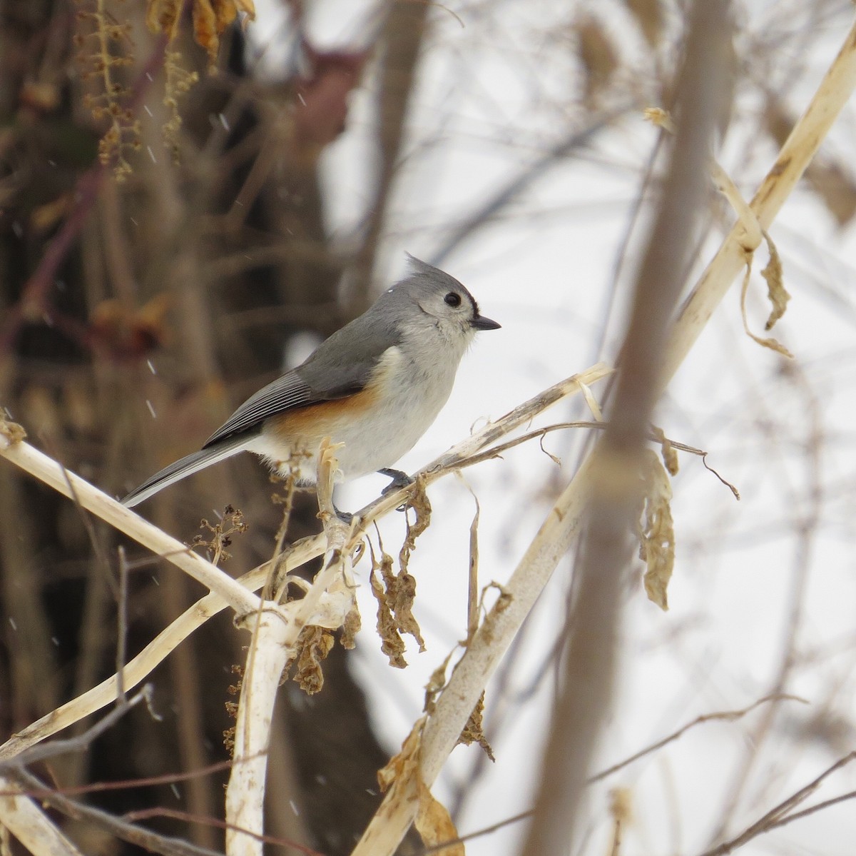 Tufted Titmouse - ML51625071