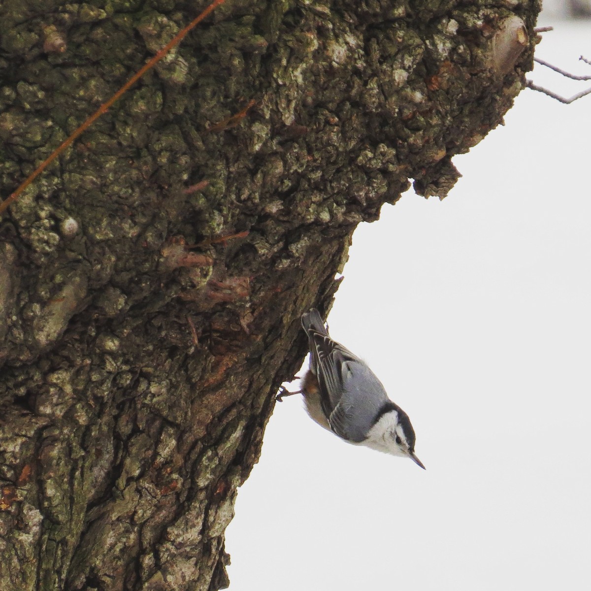 White-breasted Nuthatch - ML51625091