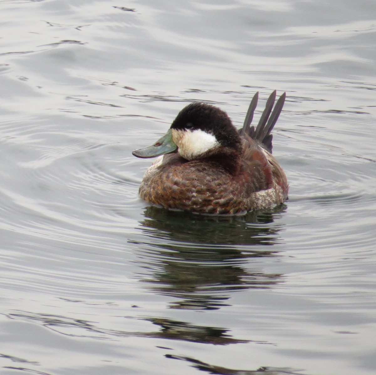 Ruddy Duck - ML51625141