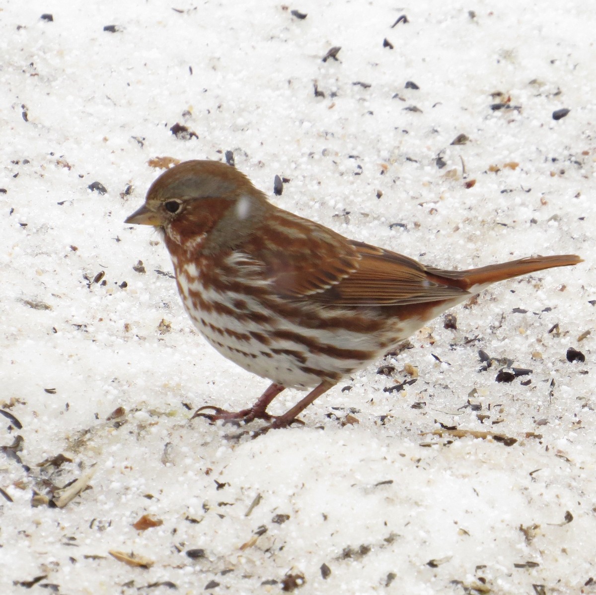 Fox Sparrow (Red) - ML51625161