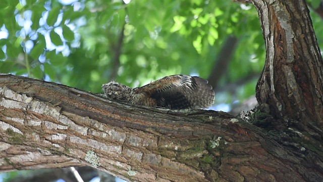 Short-tailed Nighthawk - ML516251941