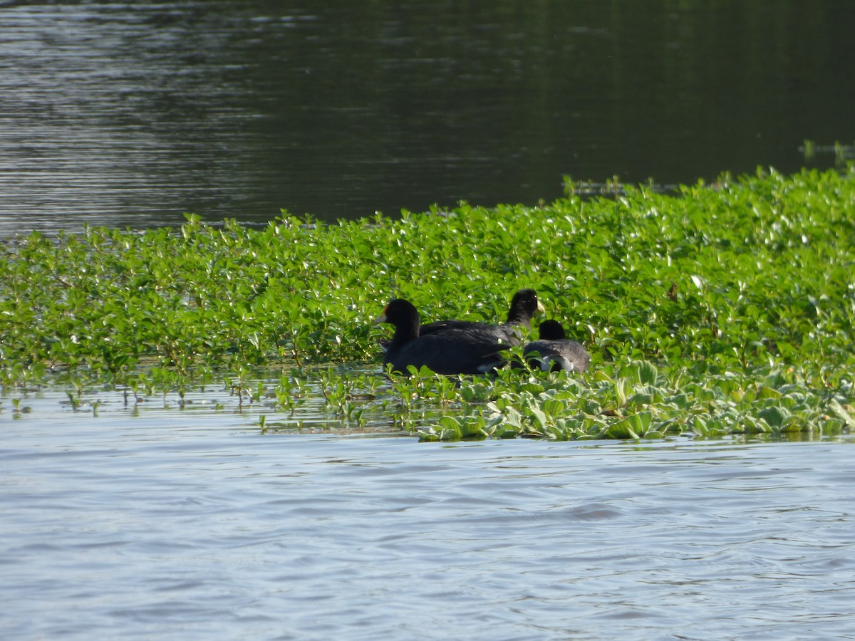 White-winged Coot - Pablo Hernan Capovilla