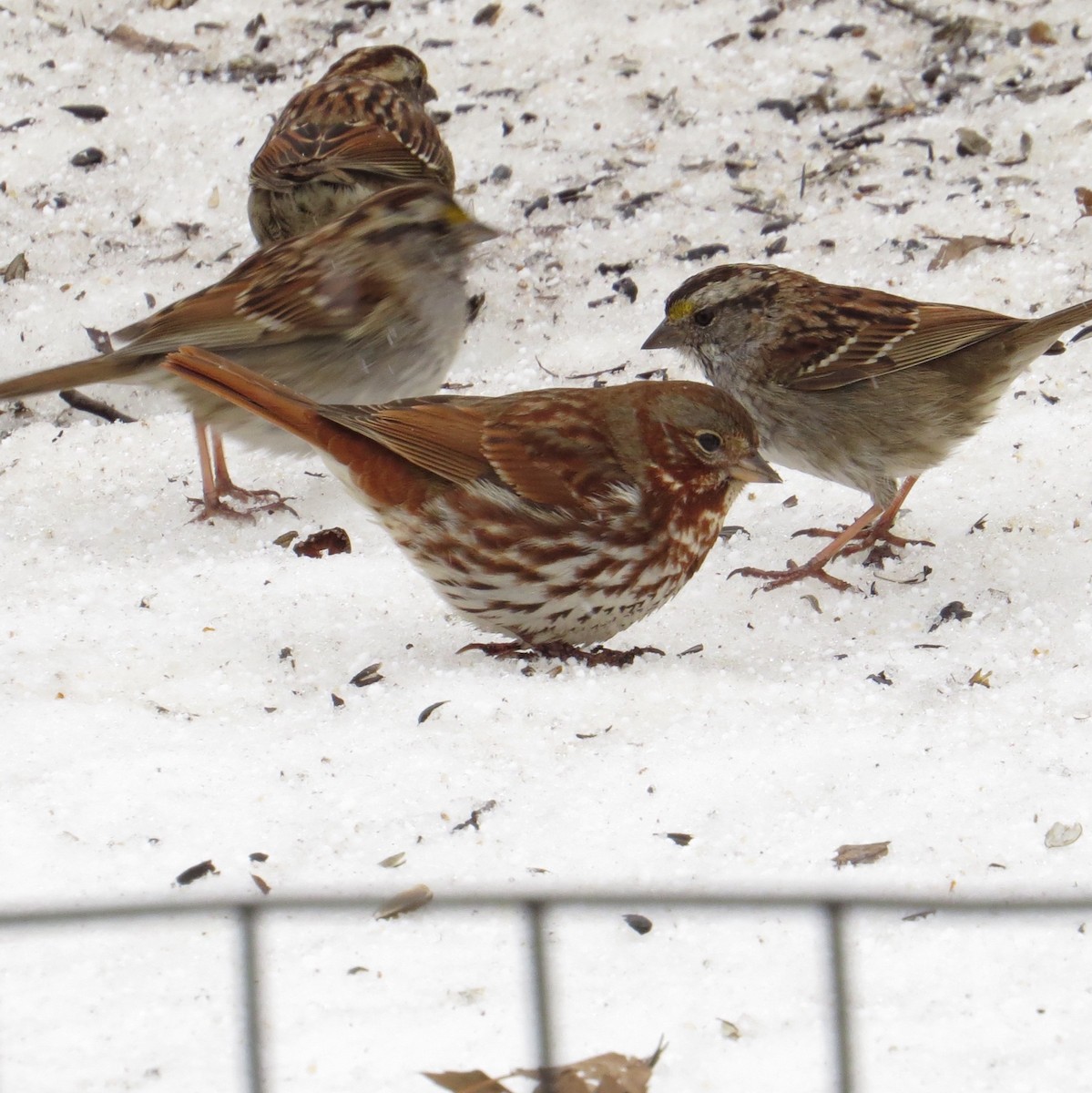 Fox Sparrow (Red) - ML51625241