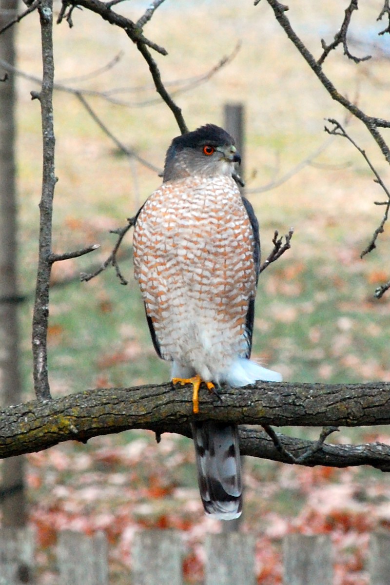 Cooper's Hawk - ML516252561