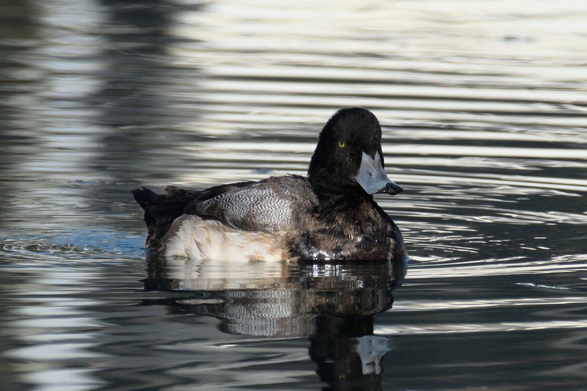 Greater Scaup - Richard Trinkner