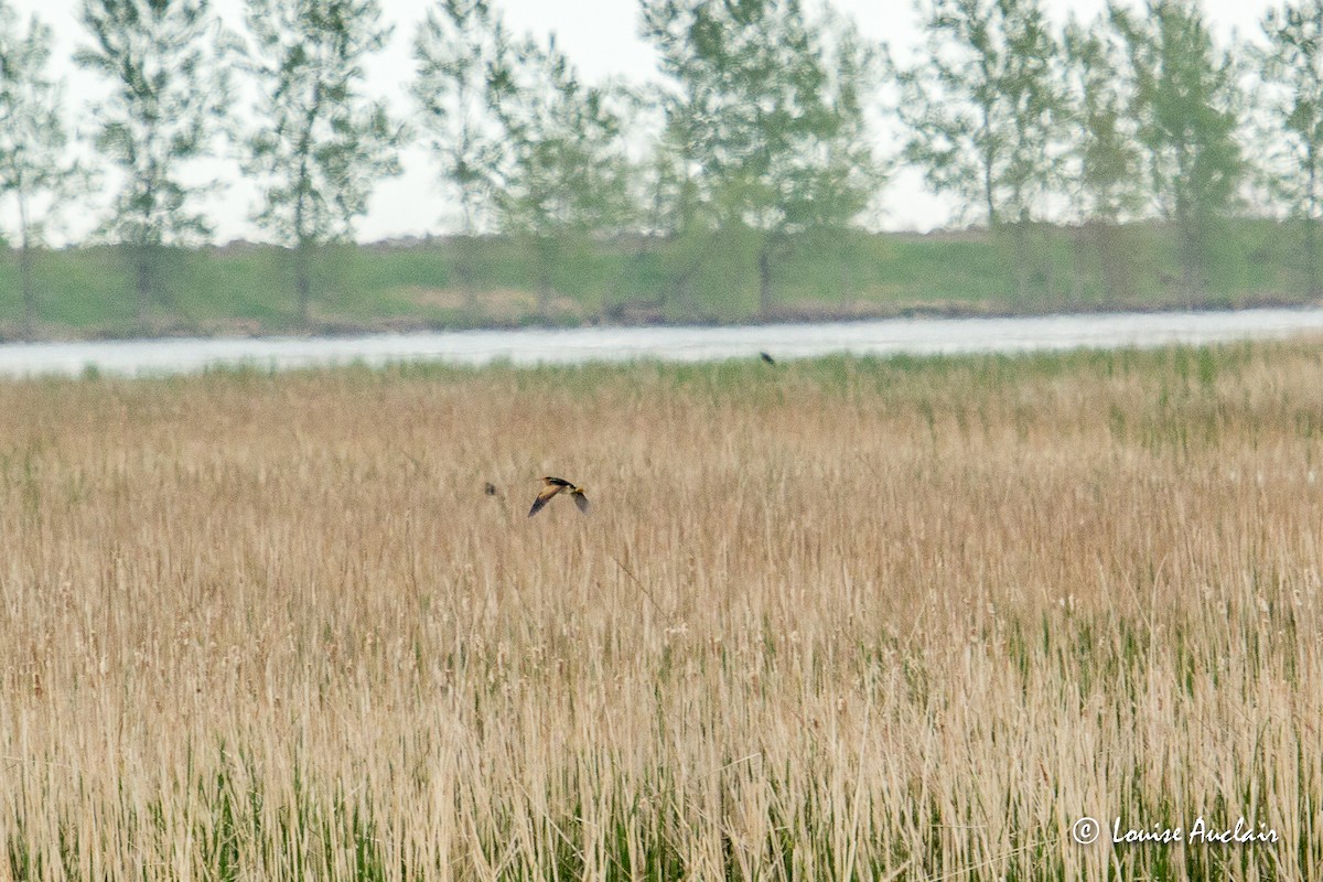 Least Bittern - ML516255461