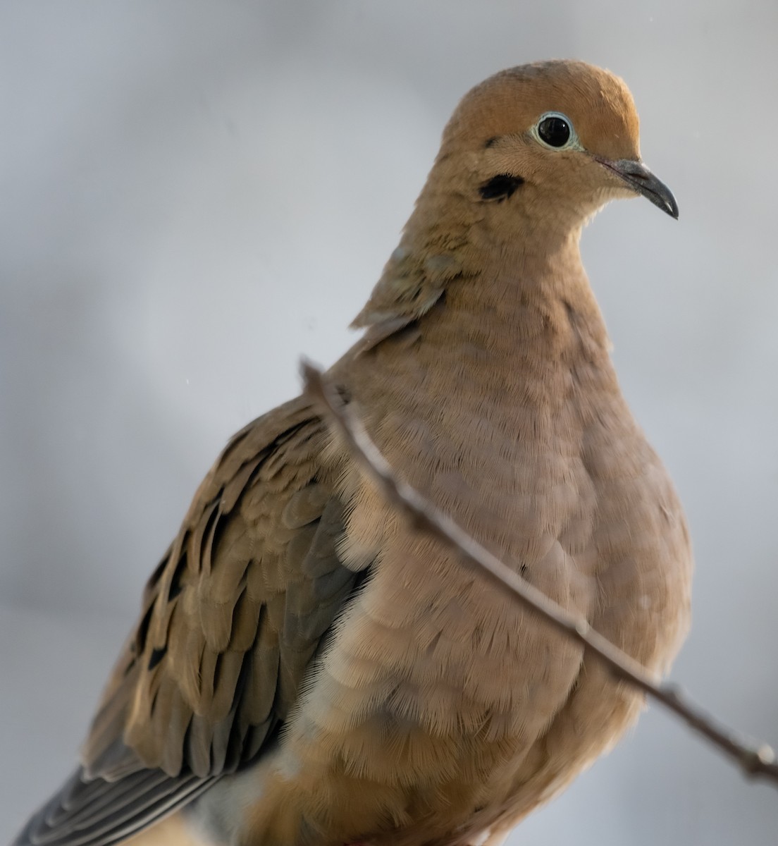 Mourning Dove - ML516257601