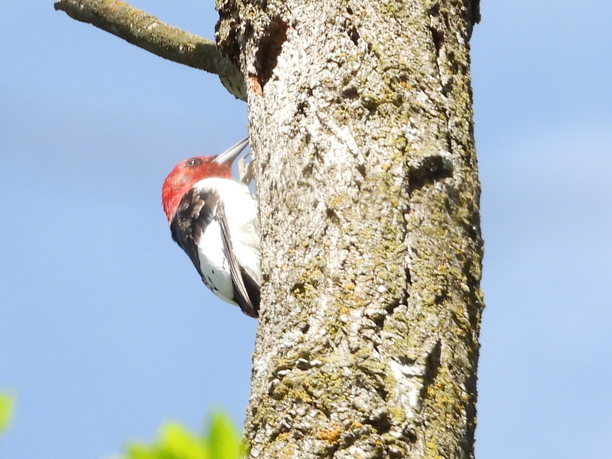 Red-headed Woodpecker - ML516257681