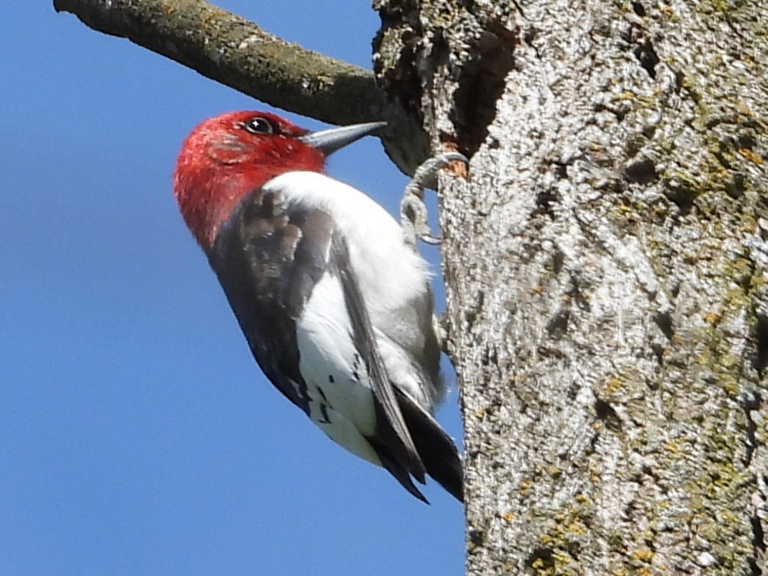 Red-headed Woodpecker - ML516257691