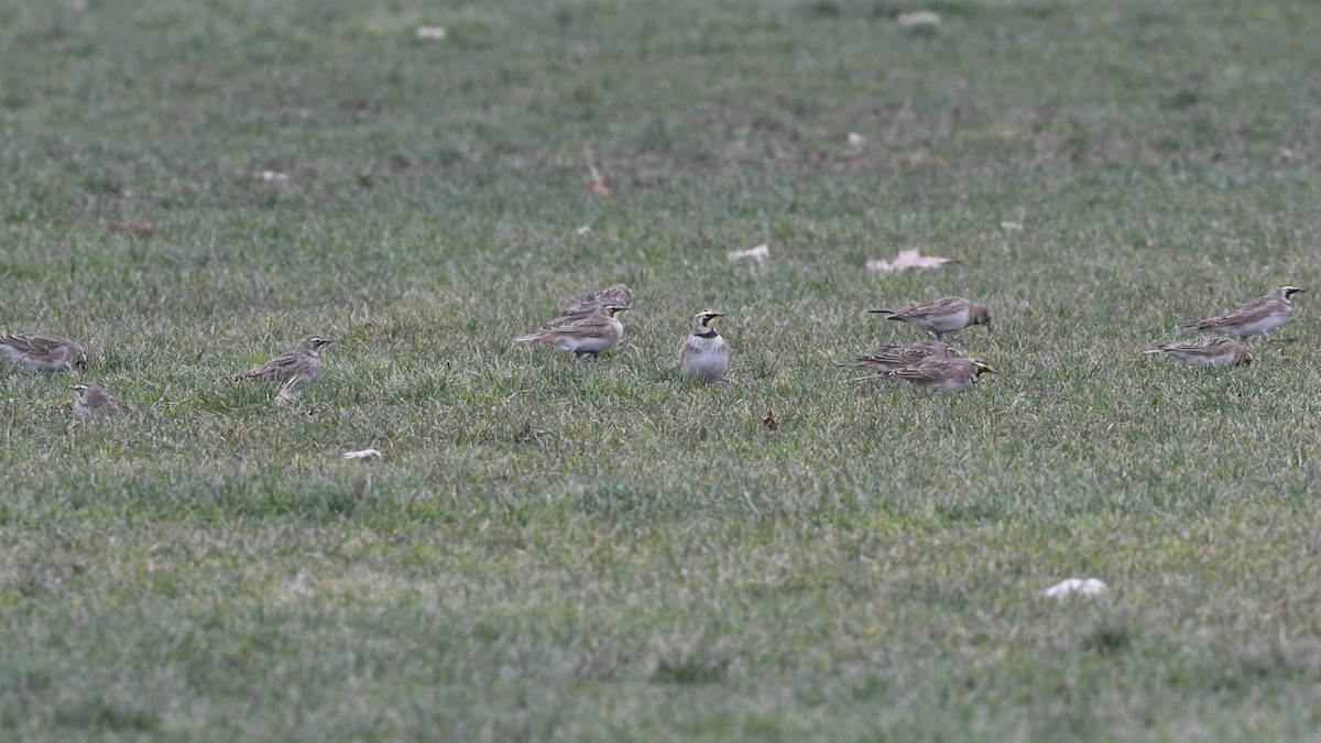 Horned Lark - ML516257891