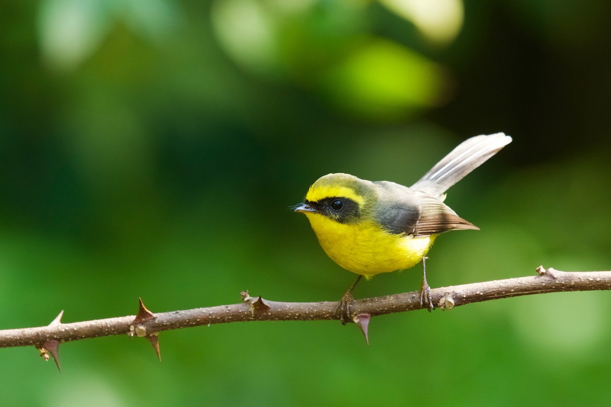 Yellow-bellied Fairy-Fantail - ML51625971