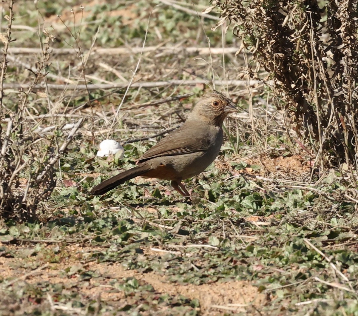 Калифорнийский тохи - ML516259791