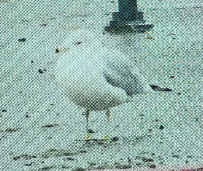 Ring-billed Gull - ML516260141